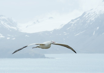Wandering albatrosse flying above ocean bay,  with snowy mountains and light blue ocean in the background, South Georgia Island, Antarctica