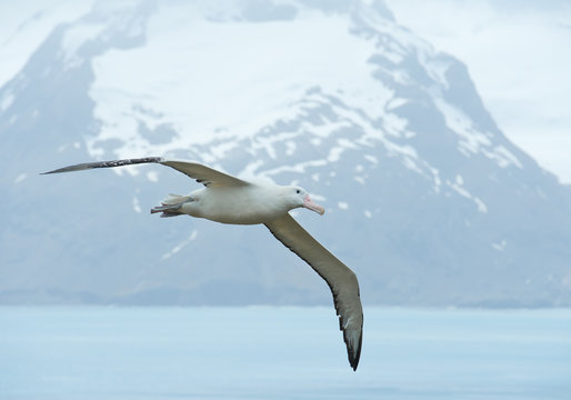 Wandering albatrosse flying above ocean bay,  with snowy mountains and light blue ocean in the background, South Georgia Island, Antarctica
