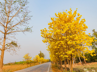Fototapeta premium The yellow trumpet tree beside the road.