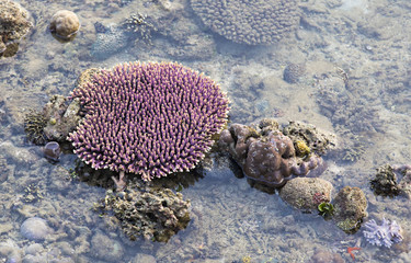 Coral reef in low tide