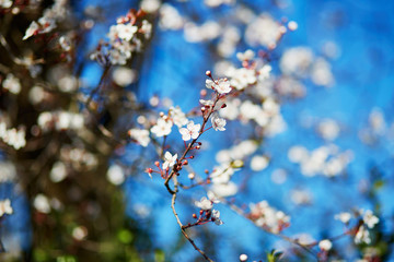 Cherry blossom in full bloom