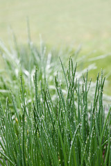 schnittlauch mit regenropfen