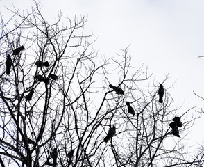 dark silhouette of trees