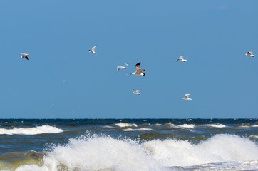 Seagulls over sea