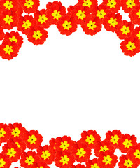 spring flowers primula isolated on white background.