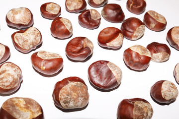 Conkers on white background