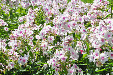 Obraz premium Phlox Flowers