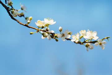 beautiful closeup spring blossoming tree