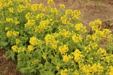 黄色い菜の花