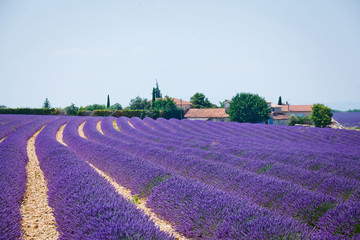 Obraz na płótnie Canvas Lavanda fields. Provence