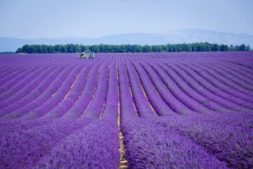  Lavanda fields. Provence
