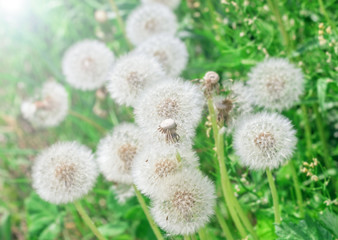 White airy dandelions