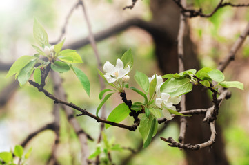 Apple spring blossom