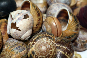 Snail Shells on White Background