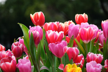 The beautiful blooming tulips in garden  