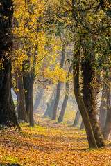 footpath in autumn forest in fog