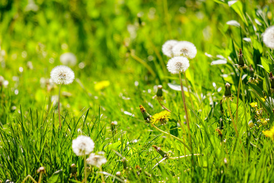 white dandelion on green grass blurry background