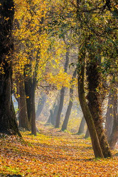 footpath in autumn forest in fog