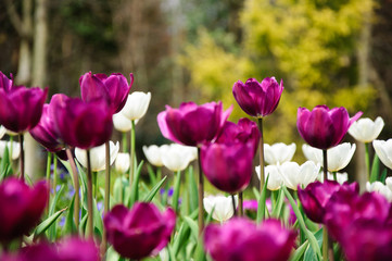 The beautiful blooming tulips in garden 