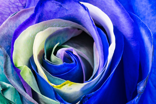 Fototapeta Rainbow Rose, close-up, macro.
