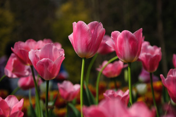 The beautiful blooming tulips in garden 
