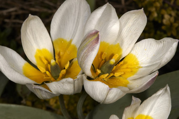 Fototapeta premium Wild tulips