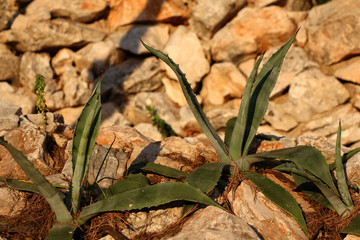 Small agave plants around the rocks. Selective focus.
