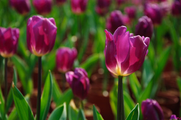 The beautiful blooming tulips in garden