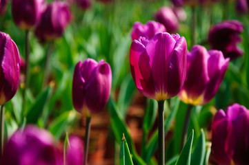 The beautiful blooming tulips in garden