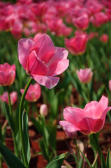 The beautiful blooming tulips in garden