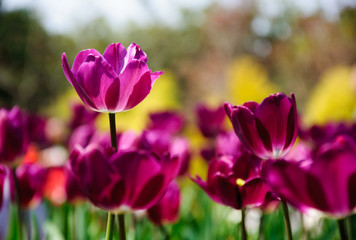 Fototapeta premium The beautiful blooming tulips in garden