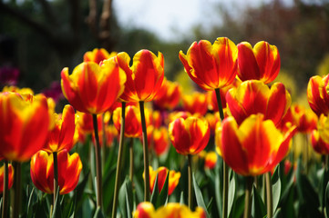Fototapeta premium The beautiful blooming tulips in garden