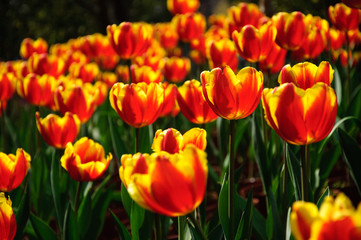 The beautiful blooming tulips in garden