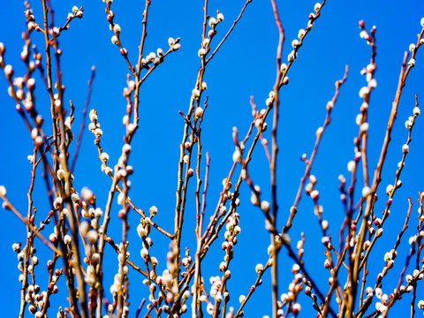 Spring is looming in the nature reserve "Het Twiske", Landsmeer, The Netherlands. Such an intense blue sky is rare in this area.