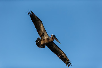Guadeloupe, Pelican Brun, Grand Gosier, 
