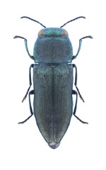 Beetle metallic wood borer Anthaxia mundula