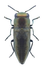 Beetle metallic wood borer Anthaxia vladislavi