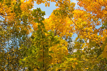 Autumn landscape on blue sky background