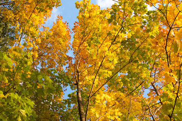 Fototapeta na wymiar Autumn landscape on blue sky background
