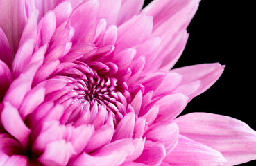 Close up pink chrysanthemum on black