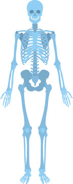 How human skeleton look like
