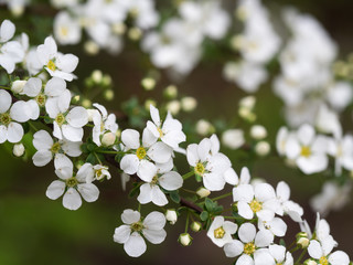 雪のように白い雪柳