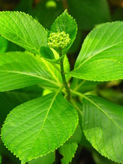 アジサイの若葉