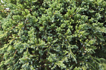 Junipers are coniferous plants of cypress family Cupressaceae.