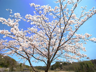 Fototapeta premium 桜咲く風景