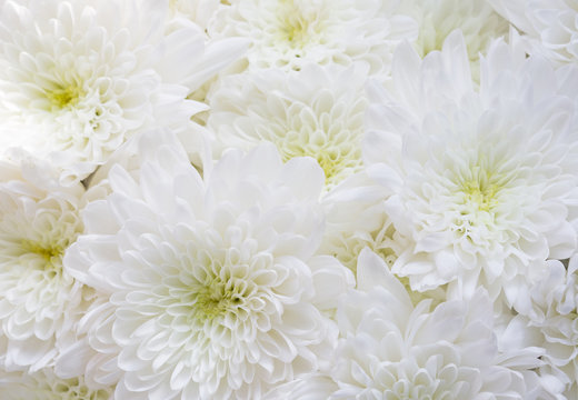 Close up bouquet of white chrysanthemum flowers
