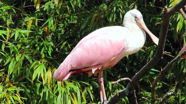 Roseate Spoonbill Perched on a Tree Branch