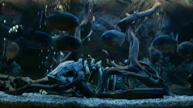 Piranha Swims in the Aquarium