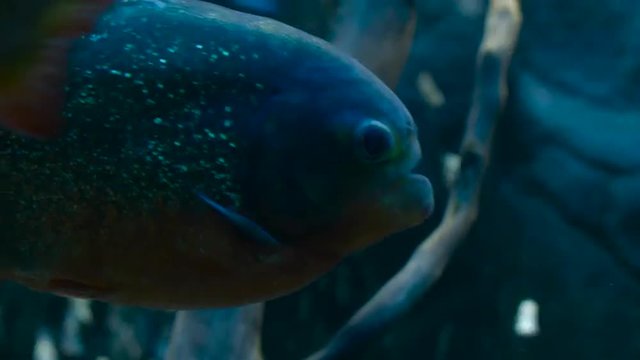 Piranha Swims in the Aquarium