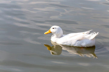 white duck floating in the water, pond or lake